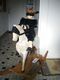 Schaukelpferd und Puppe diverse Materialien   93 x 98 x 33